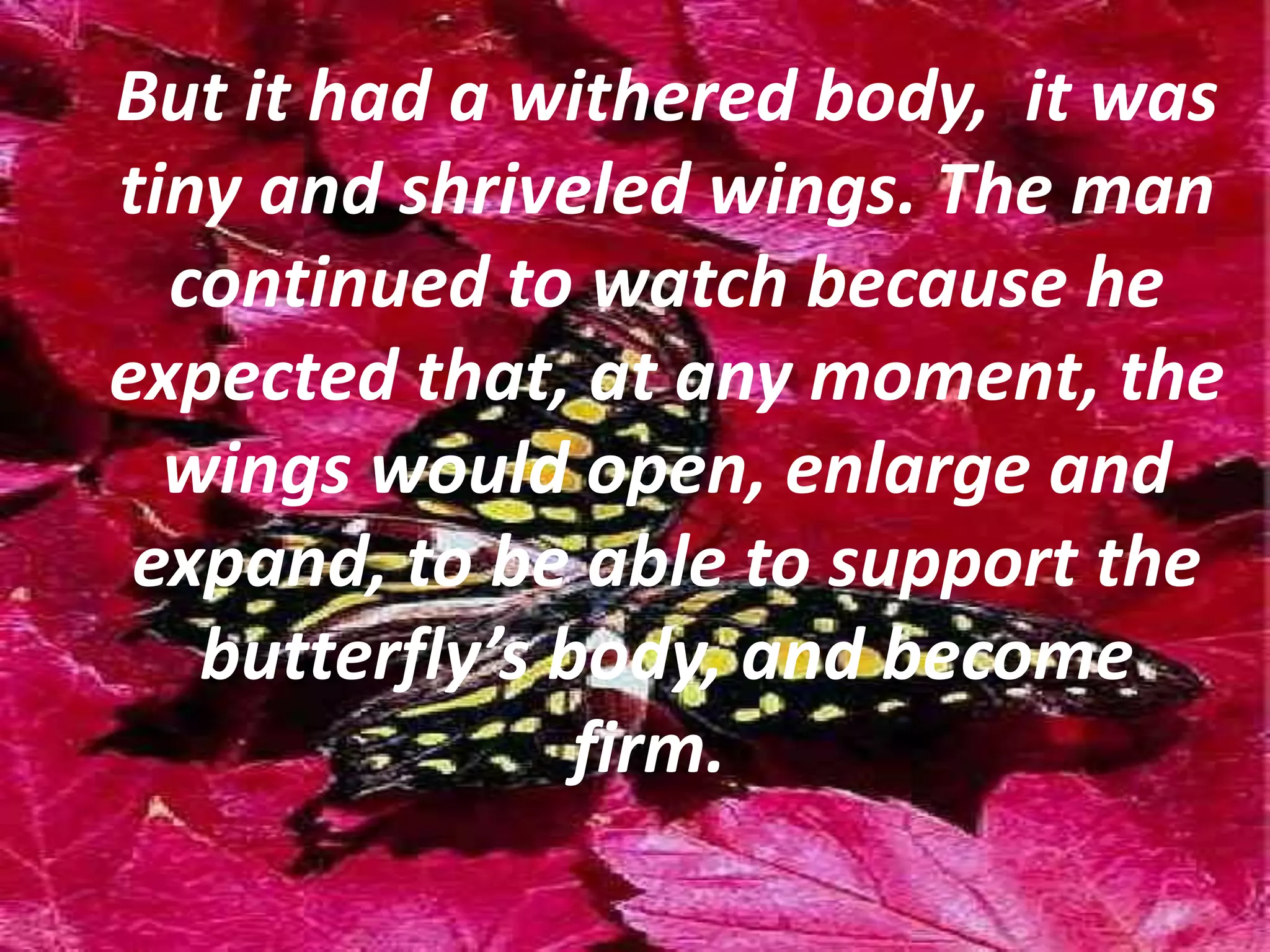 But it had a withered body, it was
tiny and shriveled wings. The man
continued to watch because he
expected that, at any moment, the
wings would open, enlarge and
expand, to be able to support the
butterfly’s body, and become
firm.
 