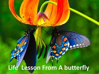 Life Lesson From A butterfly
 