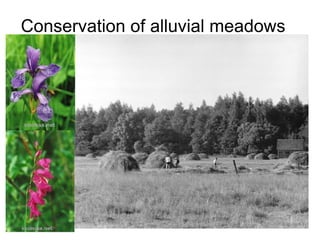 Conservation  of alluvial meadows 