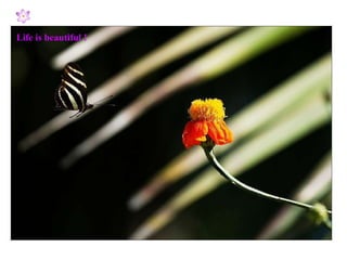 Life is beautiful ! 
