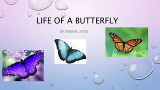 LIFE OF A BUTTERFLY
BY:MARIA LOYD
 
