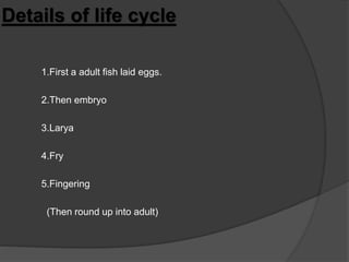 Life of a fish | PPTX