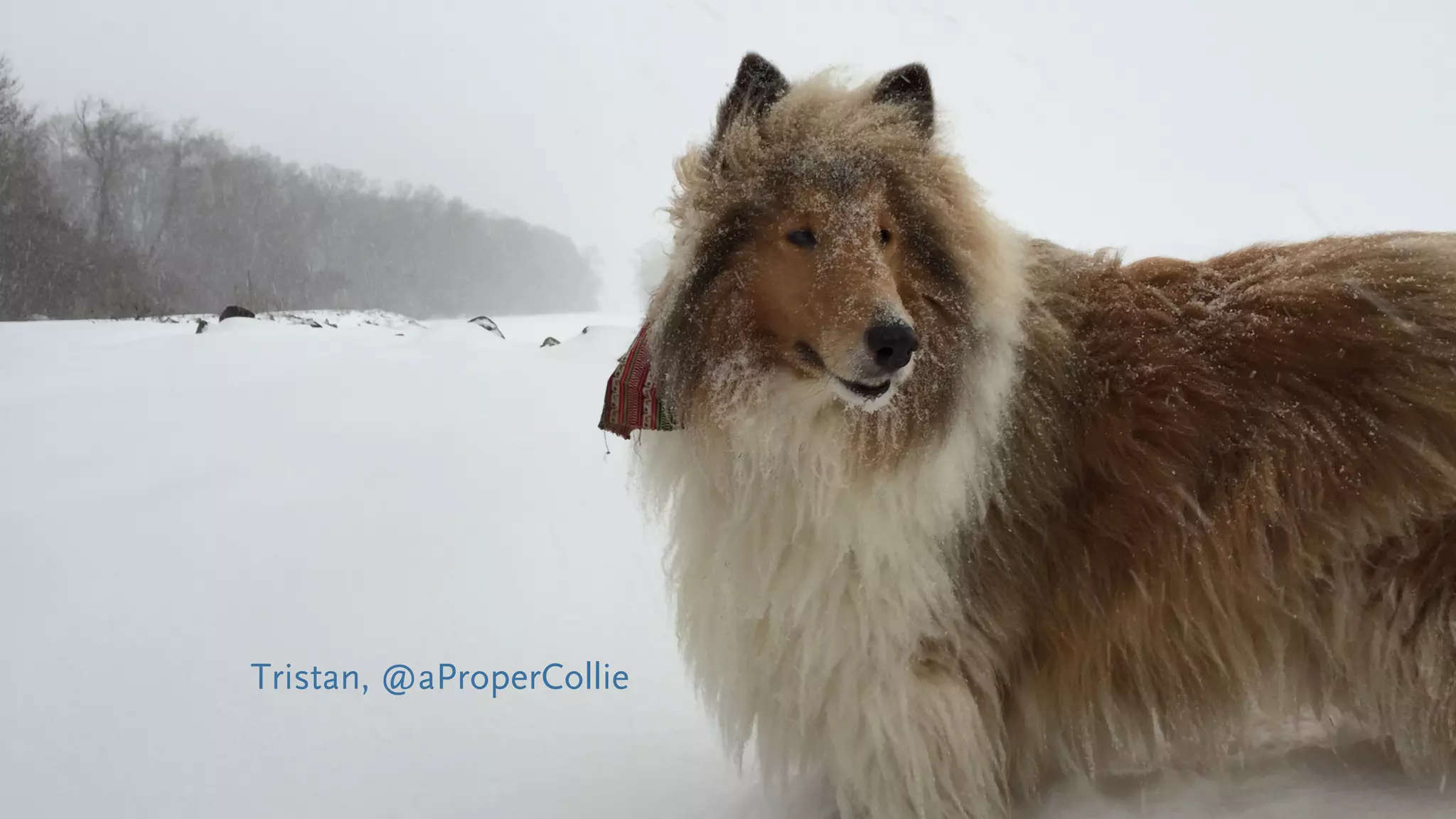 Tristan, @aProperCollie
 