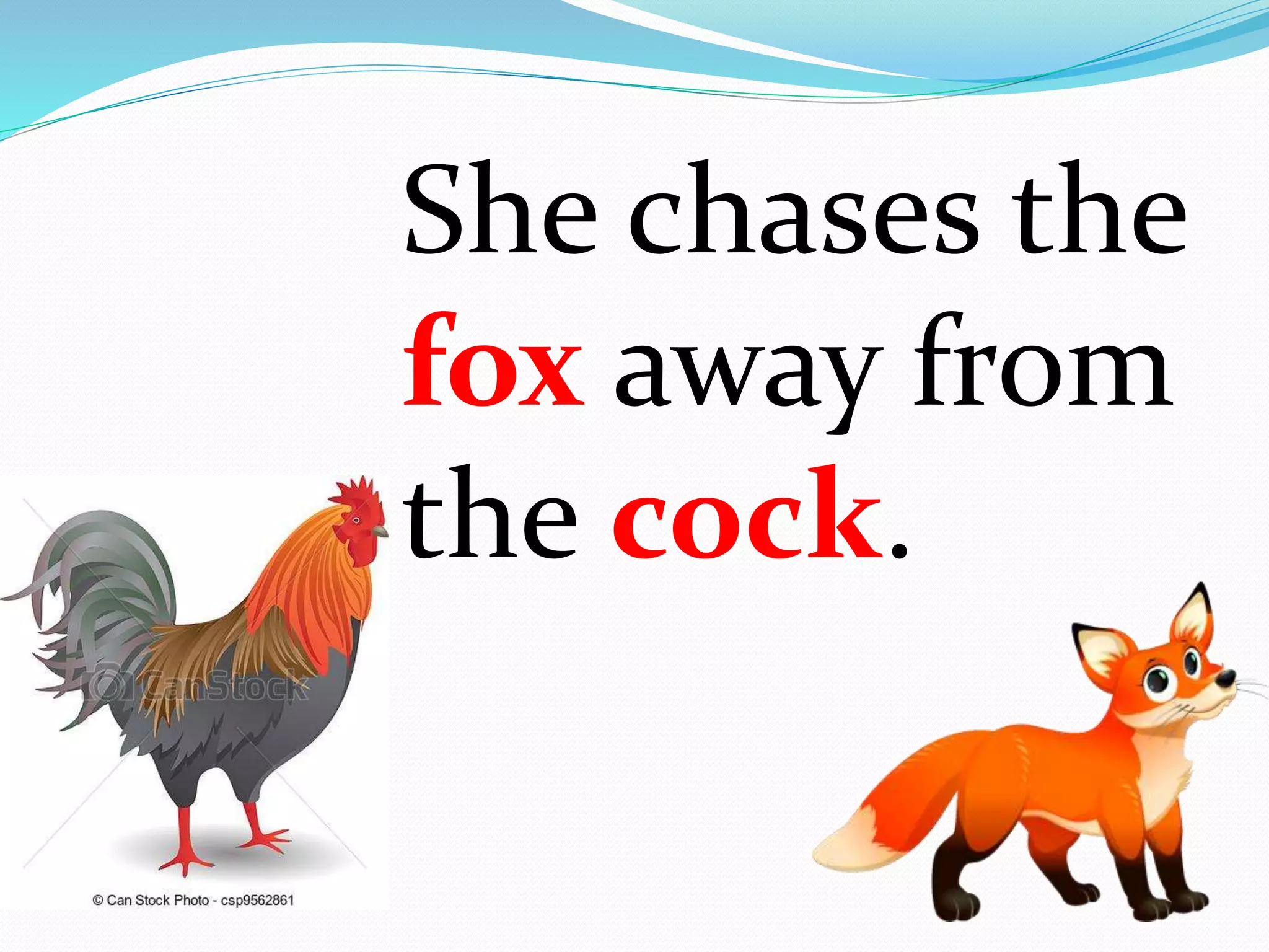 She chases the
fox away from
the cock.