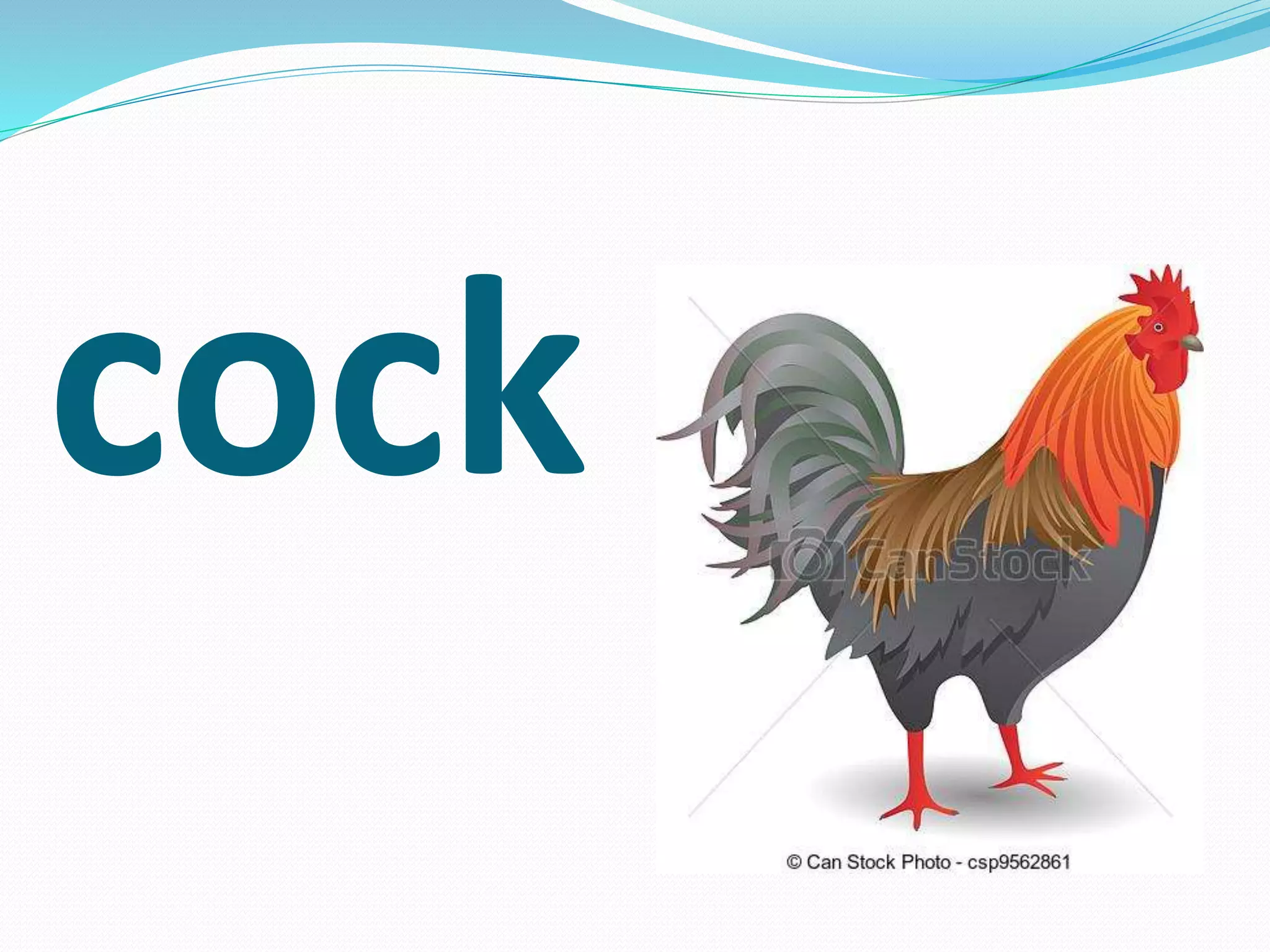 cock