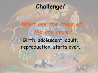 Challenge ! What are the steps of the life cycle? Birth, adolescent, adult, reproduction, starts over. 