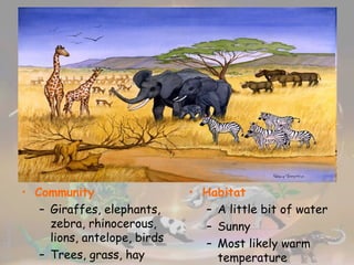Community Giraffes, elephants, zebra, rhinocerous, lions, antelope, birds Trees, grass, hay Habitat A little bit of water Sunny Most likely warm temperature 