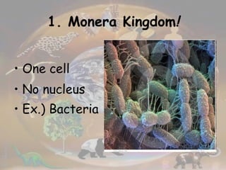 1. Monera Kingdom ! One cell No nucleus Ex.) Bacteria   