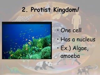 2. Protist Kingdom ! One cell Has a nucleus Ex.) Algae, amoeba   