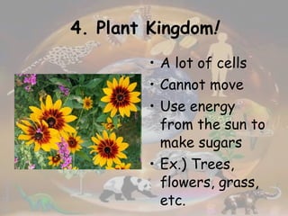 4. Plant Kingdom ! A lot of cells Cannot move Use energy from the sun to make sugars Ex.) Trees, flowers, grass, etc.  