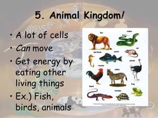 5. Animal Kingdom ! A lot of cells Can  move Get energy by eating other living things  Ex.) Fish, birds, animals  