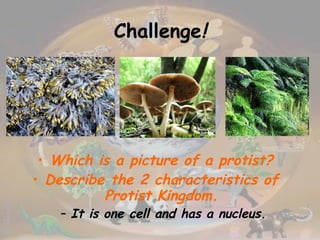 Challenge ! Which is a picture of a protist? Describe the 2 characteristics of Protist Kingdom. It is one cell and has a nucleus. 