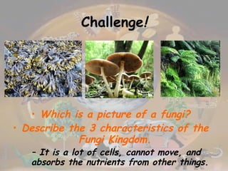Challenge ! Which is a picture of a fungi? Describe the 3 characteristics of the Fungi Kingdom. It is a lot of cells, cannot move, and absorbs the nutrients from other things. 