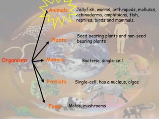 Organisms Animals Plants Monera Protists Fungi Jellyfish, worms, arthropods, molluscs, echinoderms, amphibians, fish, reptiles, birds and mammals. Seed bearing plants and non-seed bearing plants Bacteria, single-cell Single-cell, has a nucleus, algae Molds, mushrooms 
