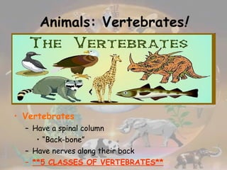 Animals: Vertebrates ! Vertebrates Have a spinal column “ Back-bone” Have nerves along their back **5 CLASSES OF VERTEBRATES** 