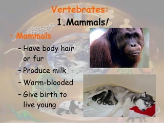 Vertebrates:   1.Mammals ! Mammals Have body hair or fur Produce milk Warm-blooded Give birth to live young 