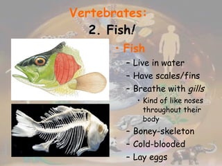 Vertebrates:   2. Fish ! Fish Live in water Have scales/fins Breathe with  gills  Kind of like noses throughout their body Boney-skeleton Cold-blooded Lay eggs 