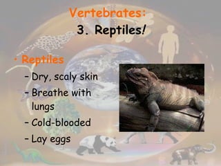 Vertebrates:   3. Reptiles ! Reptiles Dry, scaly skin Breathe with lungs Cold-blooded Lay eggs 