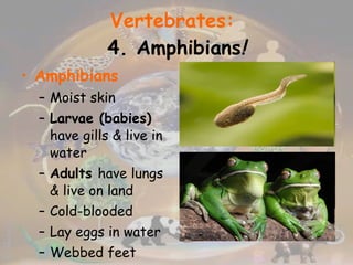 Vertebrates:   4. Amphibians ! Amphibians Moist skin Larvae (babies)  have gills & live in water Adults  have lungs & live on land Cold-blooded Lay eggs in water Webbed feet 