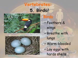 Vertebrates:   5. Birds ! Birds Feathers & wings Breathe with lungs Warm-blooded Lay eggs with hards shells 