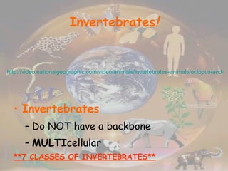 Invertebrates ! Invertebrates Do NOT have a backbone MULTI cellular **7 CLASSES OF INVERTEBRATES** http://video.nationalgeographic.com/video/animals/invertebrates-animals/octopus-and-squid/octopus_giant_kills_shark/ 