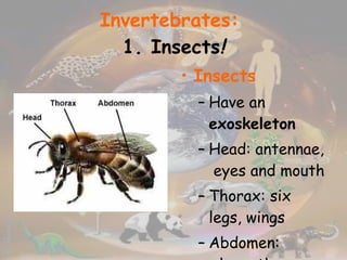 Invertebrates:   1. Insects ! Insects  Have an  exoskeleton Head: antennae,  eyes and mouth Thorax: six legs, wings Abdomen: where they breathe, excrete, and reproduce Lay eggs Ex.) Beetles, ants,  butterflies 