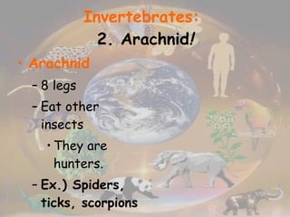 Invertebrates:   2. Arachnid ! Arachnid 8 legs Eat other insects They are hunters. Ex.) Spiders, ticks, scorpions 