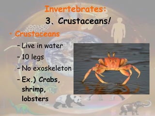Invertebrates:   3. Crustaceans ! Crustaceans Live in water 10 legs No exoskeleton Ex.) Crabs, shrimp, lobsters 