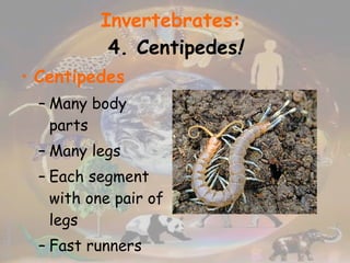Invertebrates:   4. Centipedes ! Centipedes Many body parts Many legs Each segment with one pair of legs Fast runners Eat insects and spiders Have antennae 