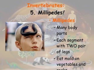 Invertebrates:   5. Millipedes ! Millipedes Many body parts Each segment with TWO pair of legs Eat mold on vegetables and rocks Lay eggs 