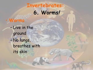 Invertebrates:   6. Worms ! Worms Live in the ground No lungs, breathes with its skin 
