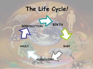 The Life Cycle ! BABY ADOLESCENT BIRTH ADULT REPRODUCTION 