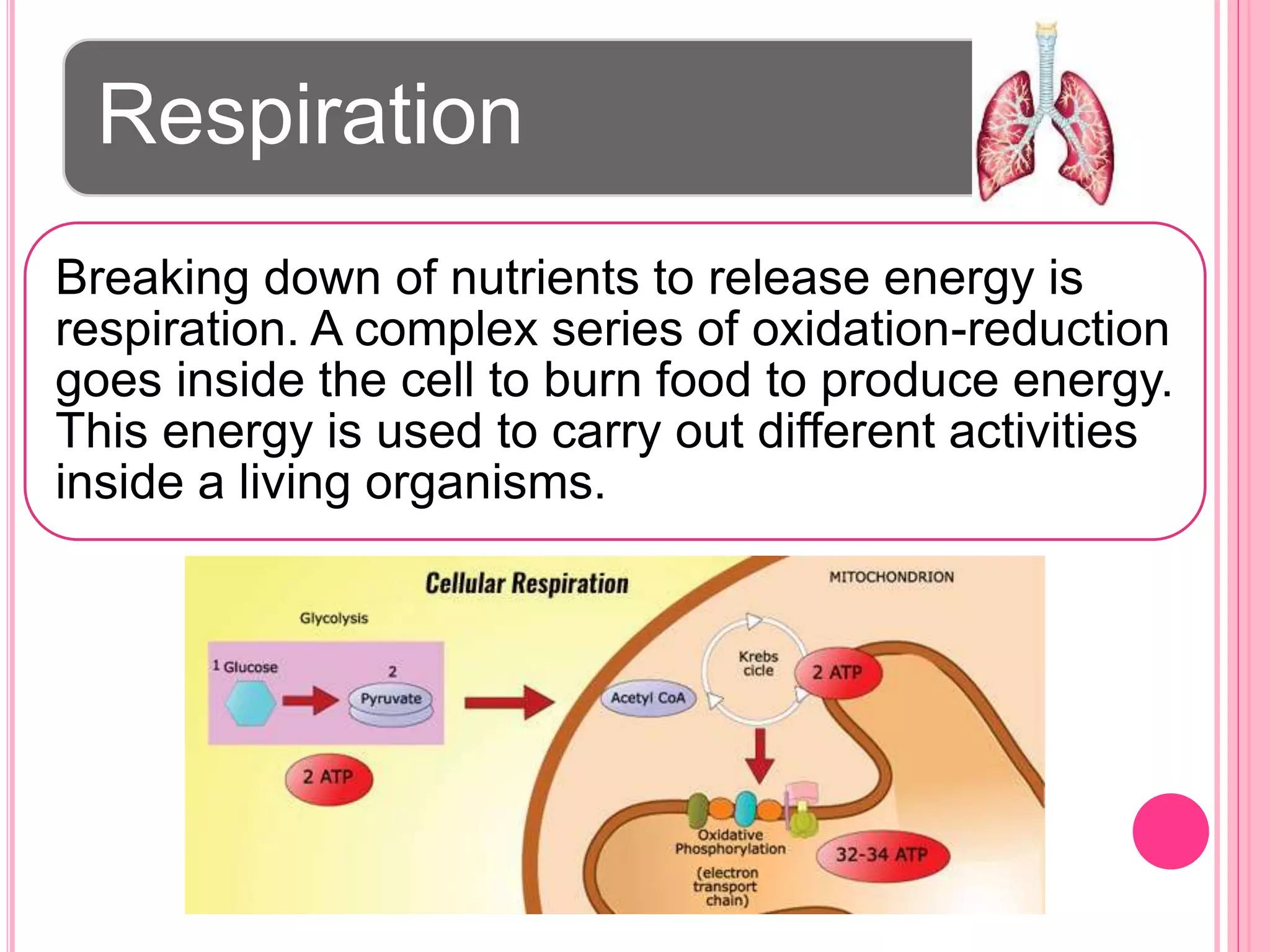 Respiration
Breaking down of nutrients to release energy is
respiration. A complex series of oxidation-reduction
goes inside the cell to burn food to produce energy.
This energy is used to carry out different activities
inside a living organisms.
 