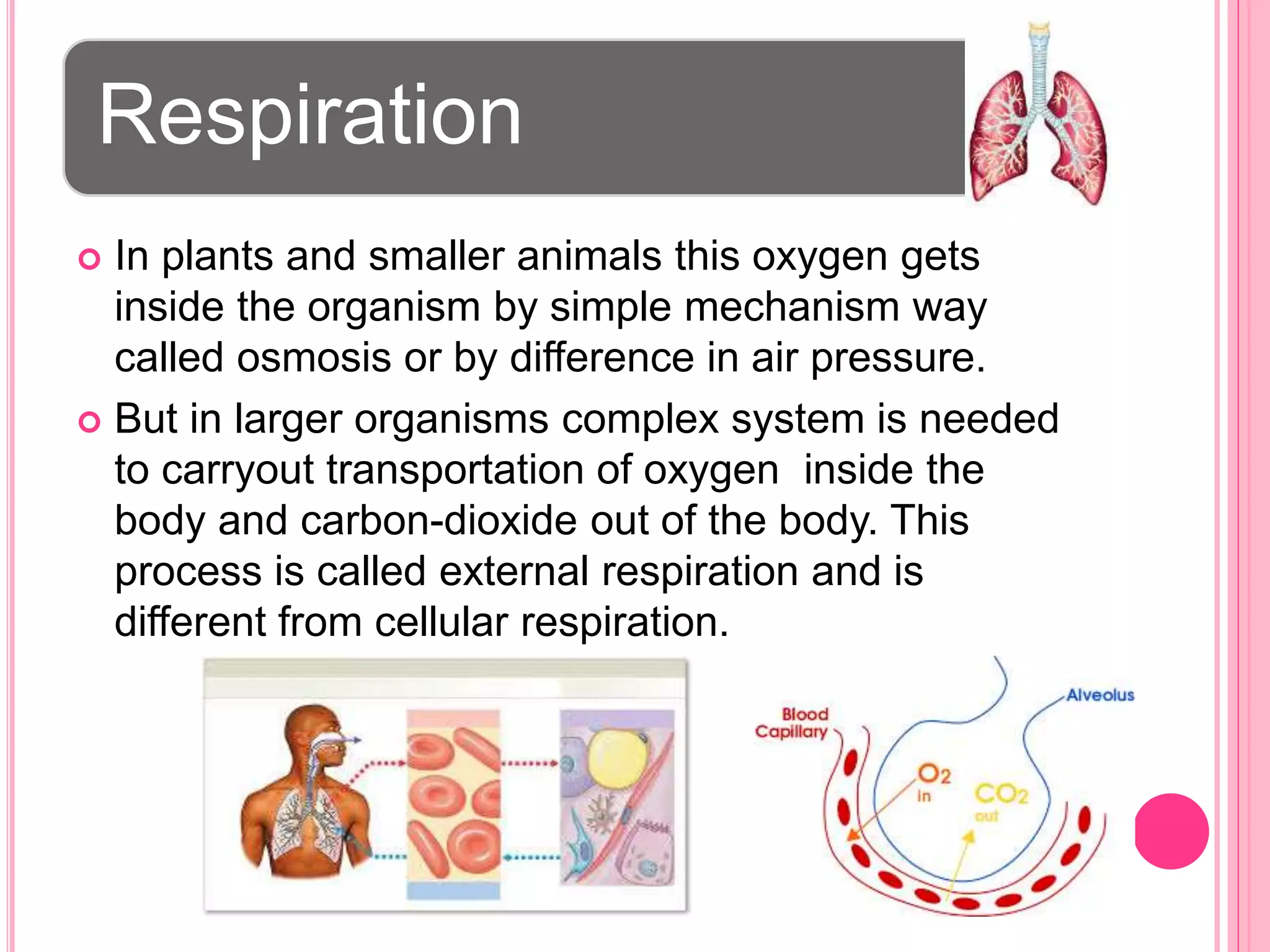 Respiration
 In plants and smaller animals this oxygen gets
inside the organism by simple mechanism way
called osmosis or by difference in air pressure.
 But in larger organisms complex system is needed
to carryout transportation of oxygen inside the
body and carbon-dioxide out of the body. This
process is called external respiration and is
different from cellular respiration.
 
