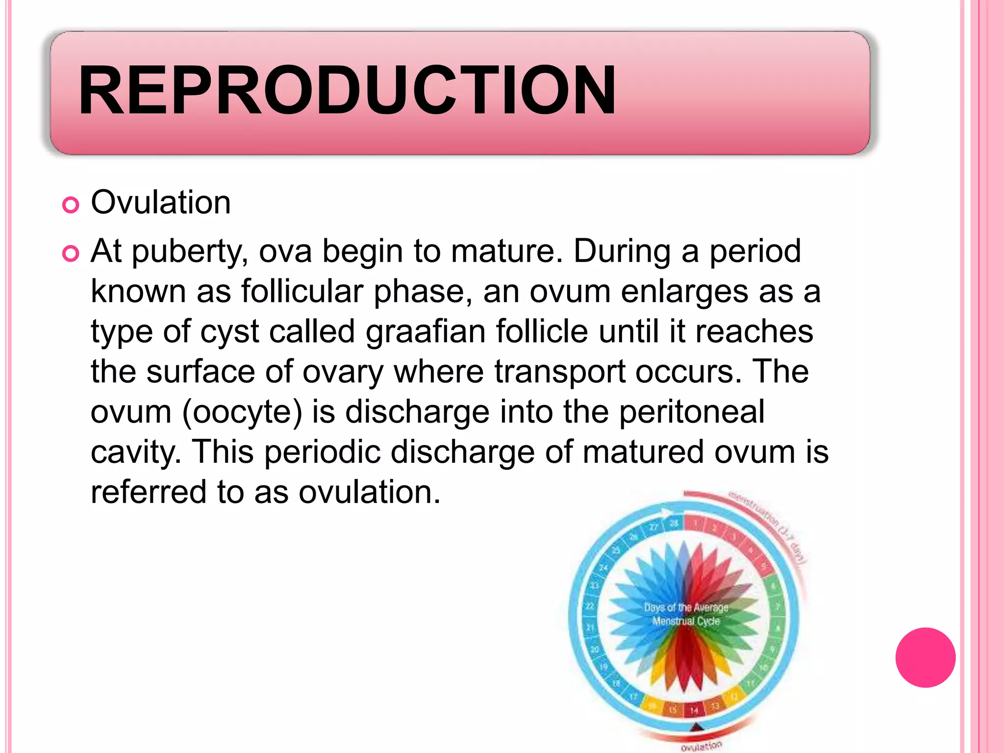 REPRODUCTION
 Ovulation
 At puberty, ova begin to mature. During a period
known as follicular phase, an ovum enlarges as a
type of cyst called graafian follicle until it reaches
the surface of ovary where transport occurs. The
ovum (oocyte) is discharge into the peritoneal
cavity. This periodic discharge of matured ovum is
referred to as ovulation.
 