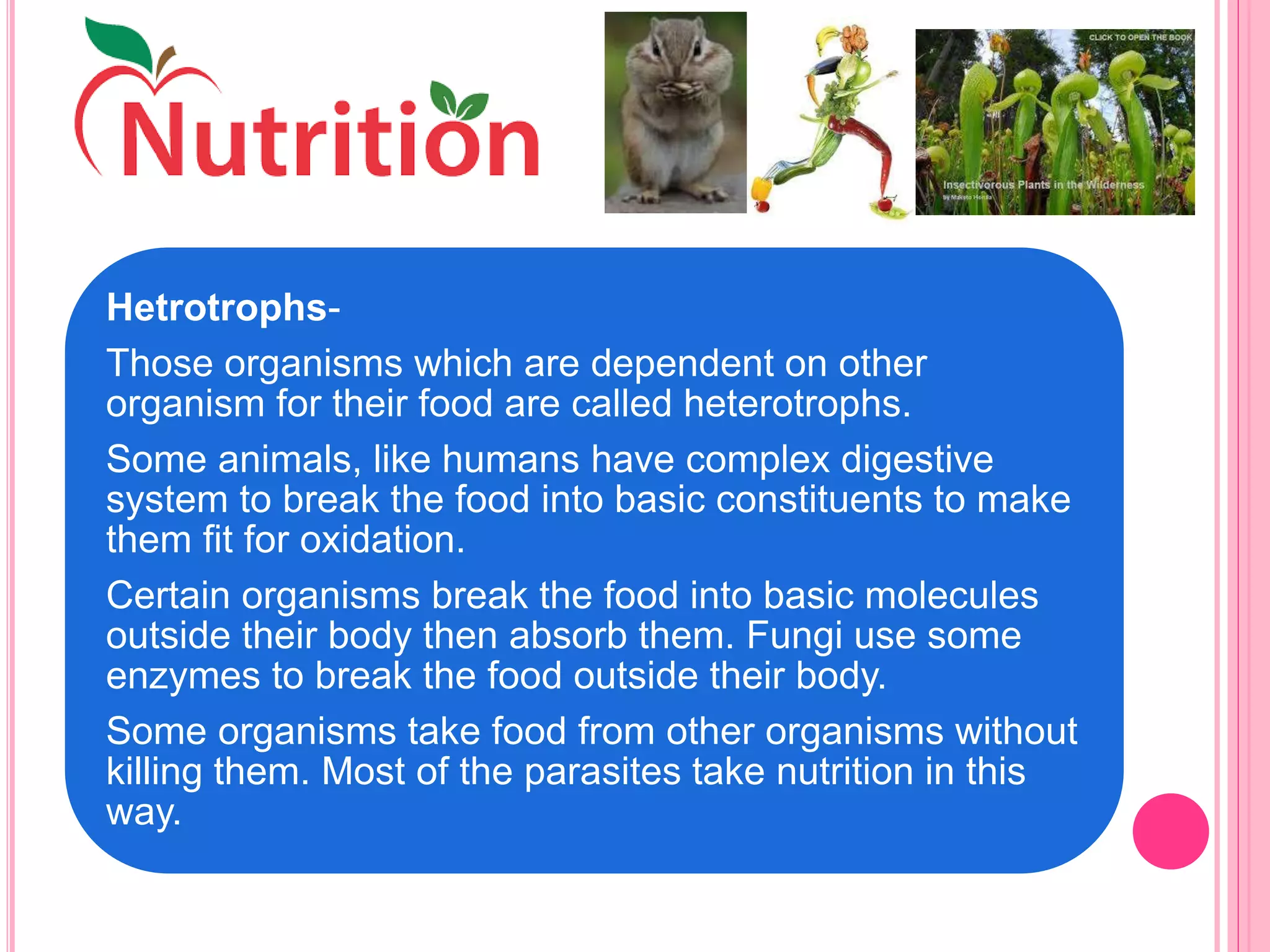 Hetrotrophs-
Those organisms which are dependent on other
organism for their food are called heterotrophs.
Some animals, like humans have complex digestive
system to break the food into basic constituents to make
them fit for oxidation.
Certain organisms break the food into basic molecules
outside their body then absorb them. Fungi use some
enzymes to break the food outside their body.
Some organisms take food from other organisms without
killing them. Most of the parasites take nutrition in this
way.
 