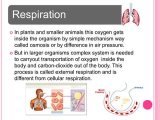 Respiration
 In plants and smaller animals this oxygen gets
inside the organism by simple mechanism way
called osmosis or by difference in air pressure.
 But in larger organisms complex system is needed
to carryout transportation of oxygen inside the
body and carbon-dioxide out of the body. This
process is called external respiration and is
different from cellular respiration.
 