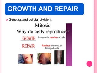GROWTH AND REPAIR
 Genetics and cellular division.
 