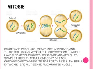 STAGES ARE PROPHASE, METAPHASE, ANAPHASE, AND
TELOPHASE. DURING MITOSIS, THE CHROMOSOMES, WHICH
HAVE ALREADY DUPLICATED, CONDENSE AND ATTACH TO
SPINDLE FIBERS THAT PULL ONE COPY OF EACH
CHROMOSOME TO OPPOSITE SIDES OF THE CELL. THE RESULT
IS TWO GENETICALLY IDENTICAL DAUGHTER NUCLEI.
 