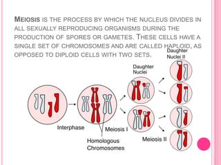 MEIOSIS IS THE PROCESS BY WHICH THE NUCLEUS DIVIDES IN
ALL SEXUALLY REPRODUCING ORGANISMS DURING THE
PRODUCTION OF SPORES OR GAMETES. THESE CELLS HAVE A
SINGLE SET OF CHROMOSOMES AND ARE CALLED HAPLOID, AS
OPPOSED TO DIPLOID CELLS WITH TWO SETS.
 