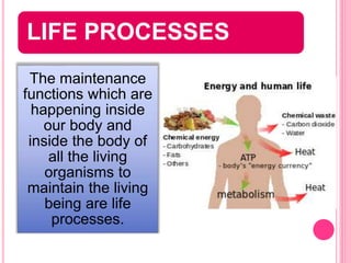 LIFE PROCESSES
The maintenance
functions which are
happening inside
our body and
inside the body of
all the living
organisms to
maintain the living
being are life
processes.
 