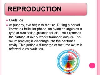 REPRODUCTION
 Ovulation
 At puberty, ova begin to mature. During a period
known as follicular phase, an ovum enlarges as a
type of cyst called graafian follicle until it reaches
the surface of ovary where transport occurs. The
ovum (oocyte) is discharge into the peritoneal
cavity. This periodic discharge of matured ovum is
referred to as ovulation.
 
