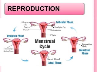 REPRODUCTION
 