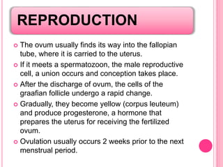 REPRODUCTION
 The ovum usually finds its way into the fallopian
tube, where it is carried to the uterus.
 If it meets a spermatozoon, the male reproductive
cell, a union occurs and conception takes place.
 After the discharge of ovum, the cells of the
graafian follicle undergo a rapid change.
 Gradually, they become yellow (corpus leuteum)
and produce progesterone, a hormone that
prepares the uterus for receiving the fertilized
ovum.
 Ovulation usually occurs 2 weeks prior to the next
menstrual period.
 