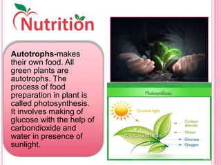 Autotrophs-makes
their own food. All
green plants are
autotrophs. The
process of food
preparation in plant is
called photosynthesis.
It involves making of
glucose with the help of
carbondioxide and
water in presence of
sunlight.
 
