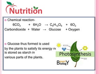  Chemical reaction-
6CO2 + 6H2O → C6H12O6 + 6O2
Carbondioxide + Water → Glucose + Oxygen
 Glucose thus formed is used
by the plants to satisfy its energy needs. The excess amount
is stored as starch in
various parts of the plants.
 