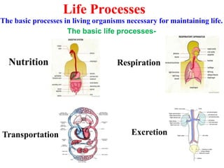 Life Process (CBSE - X) | PPTX