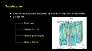 Translocation Process Companion Cell LIFE PROCESS.pptx