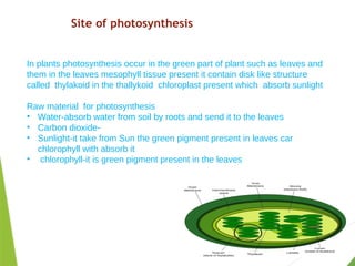 Site of photosynthesis
In plants photosynthesis occur in the green part of plant such as leaves and
them in the leaves mesophyll tissue present it contain disk like structure
called thylakoid in the thallykoid chloroplast present which absorb sunlight
Raw material for photosynthesis
• Water-absorb water from soil by roots and send it to the leaves
• Carbon dioxide-
• Sunlight-it take from Sun the green pigment present in leaves car
chlorophyll with absorb it
• chlorophyll-it is green pigment present in the leaves
 