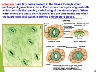 ●Stomata :- are tiny pores present in the leaves through which
exchange of gases takes place. Each stoma has a pair of guard cells
which controls the opening and closing of the stomatal pore. When
water enters the guard cells, it swells and the pore opens and when
the guard cells lose water, it shrinks and the pore closes.
 